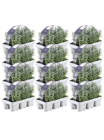 NatureNest 72er: Set Lavandula angustifolia Lavendelpflanzen in Blau