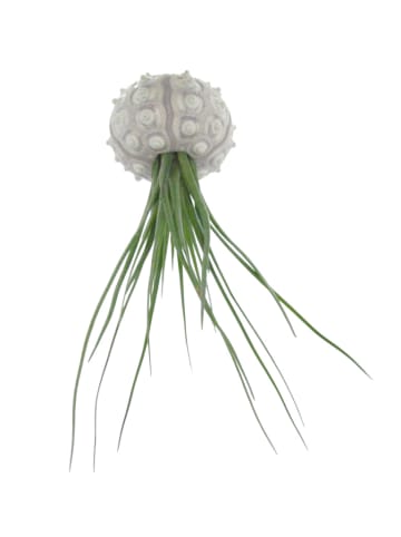 MeinVIPShop 1er Set Seeigelgehäuse Sputnik mit Tillandsia juncea grün