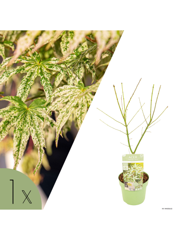 NatureNest Acer palmatum Ukigumo Ahornpflanze in Weiß Topf 19 cm Höhe 50 cm