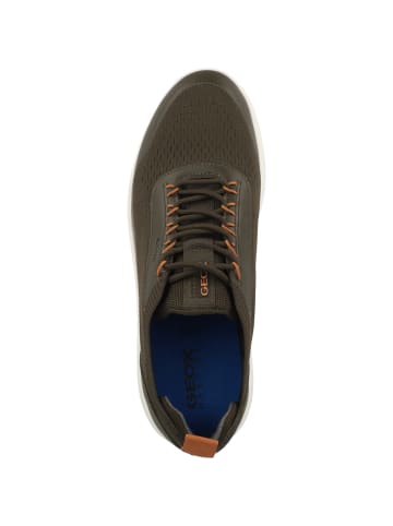 Geox Sneaker low U Spherica A in gruen