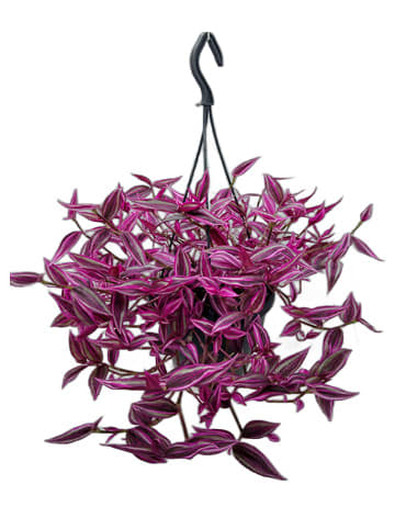 MeinVIPShop Tradescantia zebrina Pink Paradise 40cm Zimmerpflanze