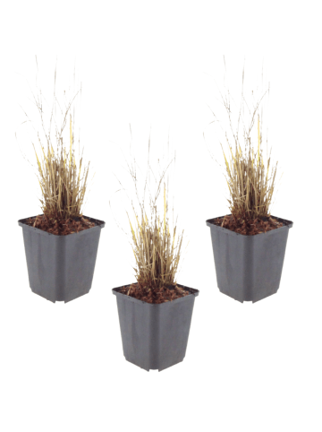 NatureNest 3er-Set: Calamagrostis brachytricha Ziergras winterhart in Grün