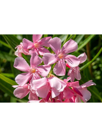GARDENZO 8er-Set: Tropische Oleanderpflanzen in Rosa