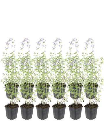 NatureNest Katzenminze Walkers Low Set 12 Nepeta winterhart