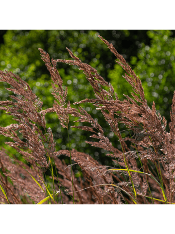 NatureNest 3er-Set: Calamagrostis brachytricha Ziergras winterhart in Grün