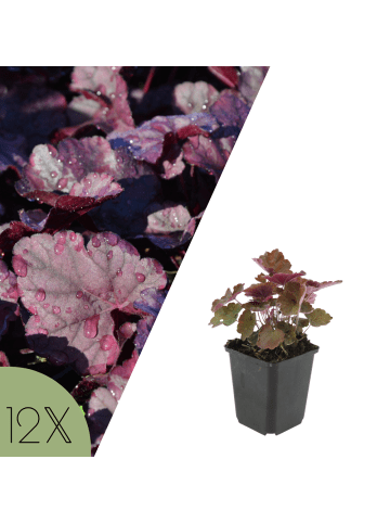 NatureNest 12er: Set Heuchera micrantha Palace Purple Pflanzen in Lila