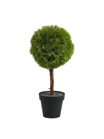 Butlers Buchsbäumchen im Topf FLORISTA in Grün