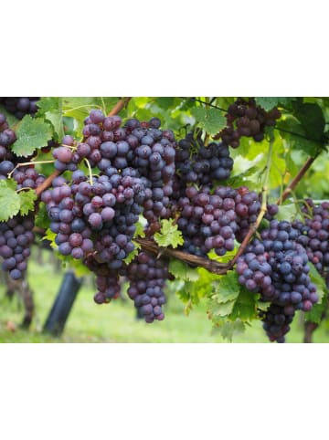 GARDENZO Obstmix 50-60cm 2L Topf