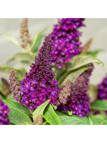 NatureNest Buddleja Butterfly Candy Little Magenta Pflanzen in Lila
