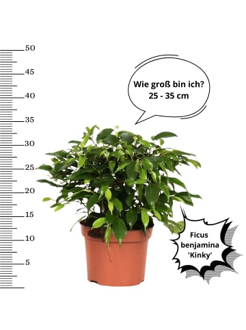 OH2 3er-Set: Feigen Ficus Weeping in Grün