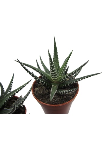 exotic living Zimmerpflanze Haworthia fasciata 'Big Band' 3er Set