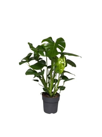 MeinVIPShop Monstera deliciosa 40cm Zimmerpflanze