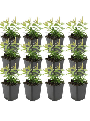 NatureNest 12er: Set Hypericum calycinum Pflanzen in Gelb