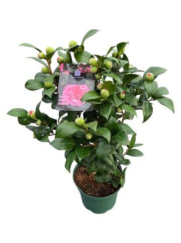 MeinVIPShop Kamelie pink 40cm