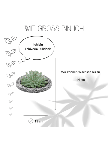 NatureNest Echte Sukkulente grün in Betonkeramikschale.