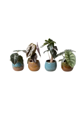 MeinVIPShop Pflanzenset Alocasia gemischt 4er Set mit Übertopf