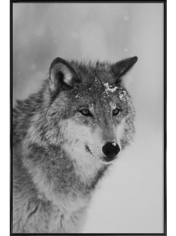 Juniqe Poster in Kunststoffrahmen "The Wolf" in Grau