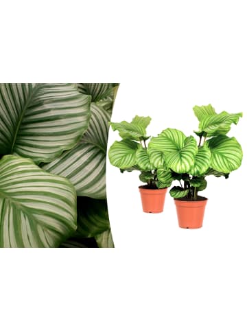 OH2 2er-Set: Calathea Orbifolia in Grün