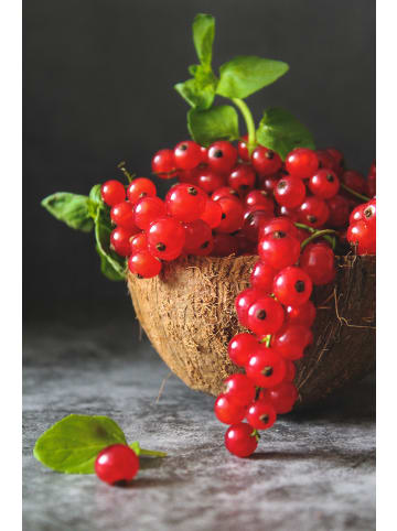 GARDENZO Obstmix 50-60cm 2L Topf