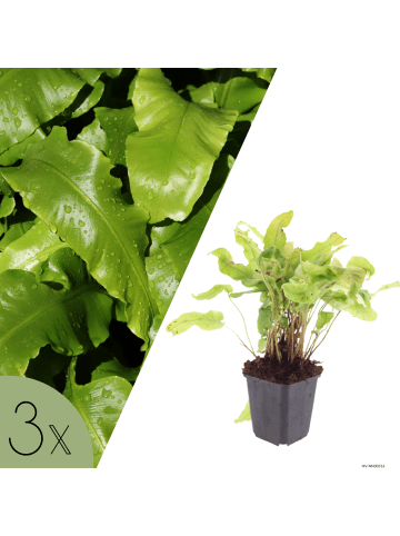 NatureNest 3 Asplenium scolopendrium Pflanzen in Grün Topf 9 cm Höhe 15 cm