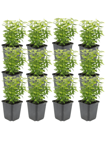 NatureNest 12 Euonymus Emerald n Gold Pflanzen in Grün Topf 9 cm Höhe 15 cm