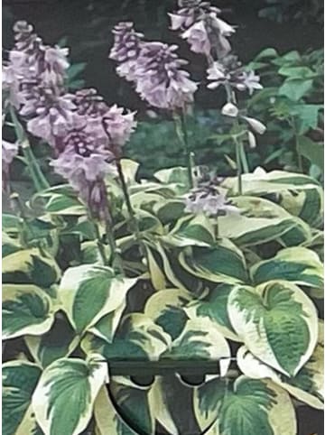 MeinVIPShop Hosta 5er Set Funkien 
