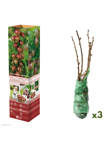 GARDENZO 3er-Set: Stachelbeeren in Rot