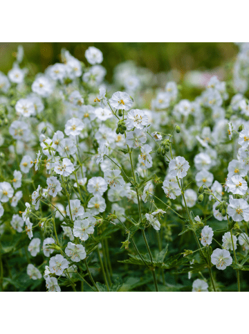 NatureNest 3er: Set Geranium macrorrhizum White Ness Pflanzen in Weiß