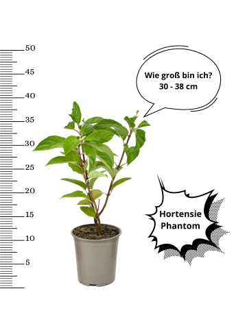 OH2 3er-Set pan. 'Phantom Hortensien in Bunt