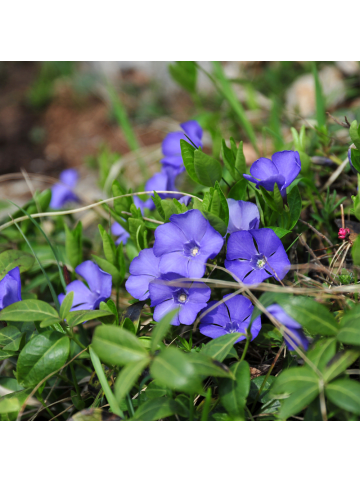 NatureNest Purpurrotes Immergrün Set 6 Vinca minor Atropurpurea