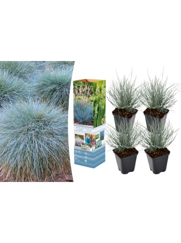 OH2 4er-Set: Festuca Glauca Elijah Blue in Blau