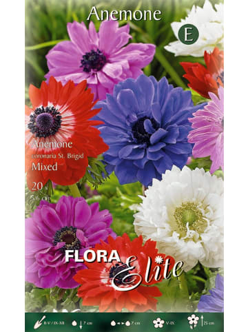 MeinVIPShop 60 x Anemone Blumenzwiebeln