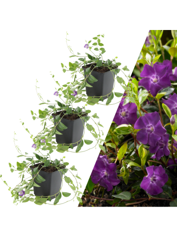 NatureNest 3 Purpur-Immergrün pflanzen  Vinca minor 'Atropurpurea' 