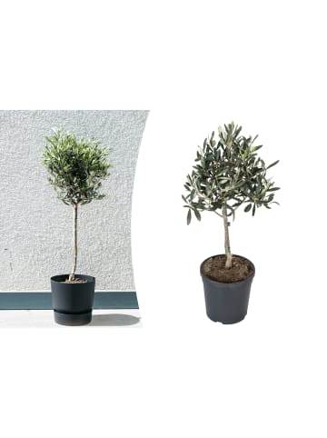 GARDENZO Olivenbäume winterhart auf Stamm mittel