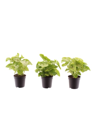 MeinVIPShop Syngonium Golden Allusion 3er Set zimmerpflanze
