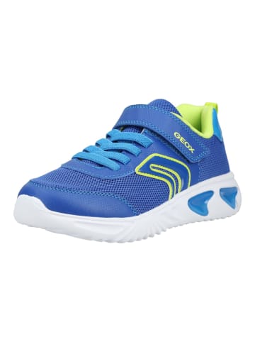 Geox Sneaker ASSISTER ASSISTER in Royal