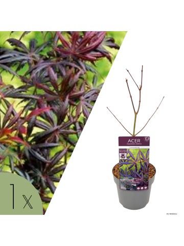 NatureNest Acer palmatum Trompenburg Ahornpflanze in Rot Topf 19 cm Höhe 50 cm