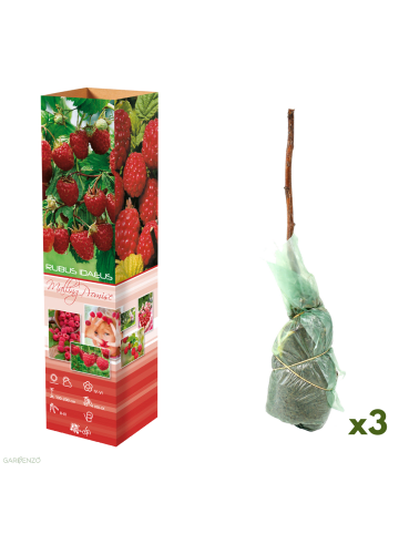 GARDENZO 3er-Set:  Himbeeren in Rot