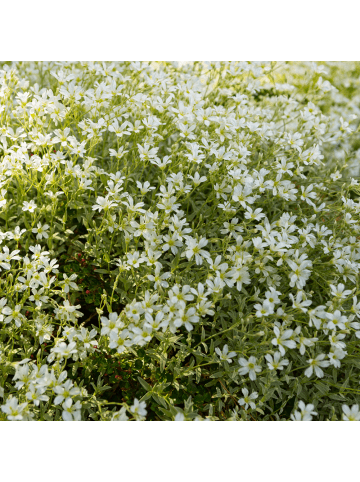 NatureNest 3er-Set: Cerastium tomentosum Bodendecker winterhart in Weiß