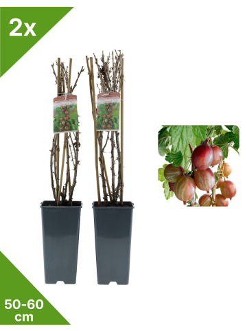 GARDENZO 2er-Set Stachelb. rot 50-60cm 2L Topf