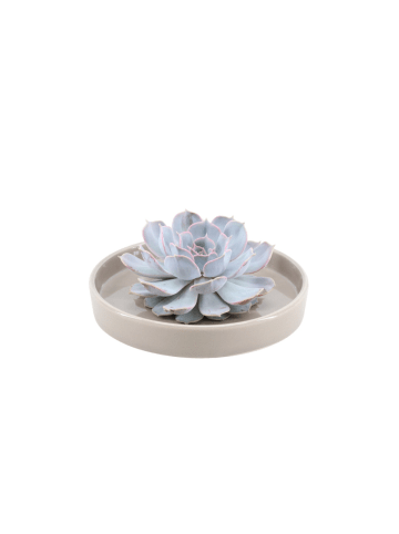 NatureNest Echeveria Lilacina Sukkulente in taupe Keramikschale