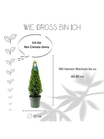 NatureNest Echte Stechpalme pyramidenförmig  1x Ilex crenata 'Jenny' pyramidenförmig  