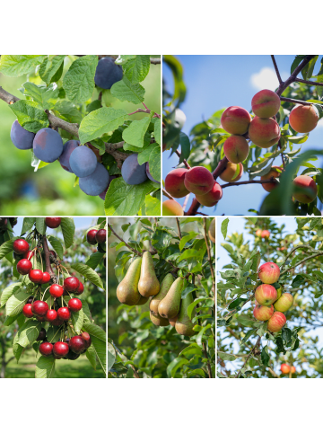 GARDENZO 5er-Set: Obstbäume in Bunt