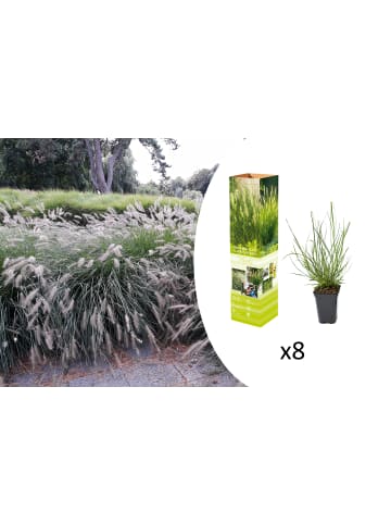 GARDENZO 8er-Set: Lampenputzergrases