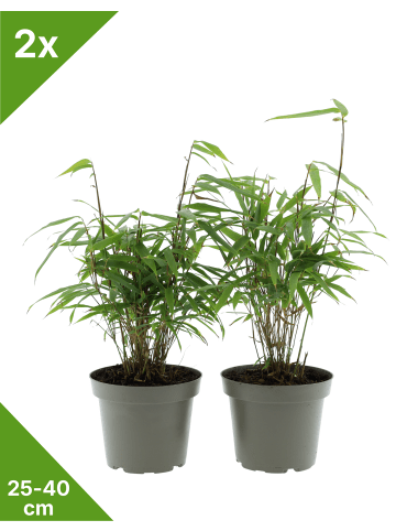 GARDENZO 2er-Set: Fargesia (Schrimbambus) Medium nicht wuchernd