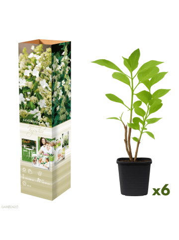 GARDENZO 6er-Set: pan. 'Kyushu' Hortensien in Weiß