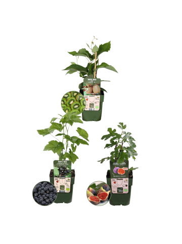 NatureNest 3er: Set Bio Obstpflanzen Süße Ernte Trio