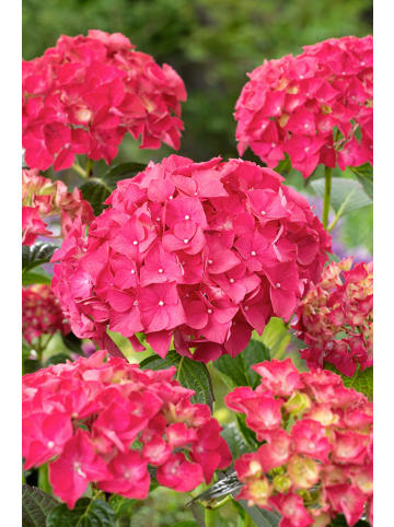 GARDENZO 6er-Set: Hortensie (Hydrangea macrophylla) in Rot