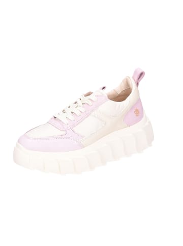 Apple of Eden Schnürschuhe in violett