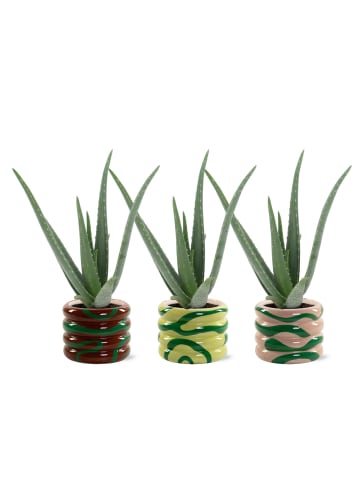 MeinVIPShop Aloe Vera 42cm im 3er Set im Übertopf